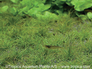 Eleocharis Parvula
